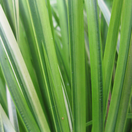 Golden variegated sweet flag | Acorus gramineus Ogon