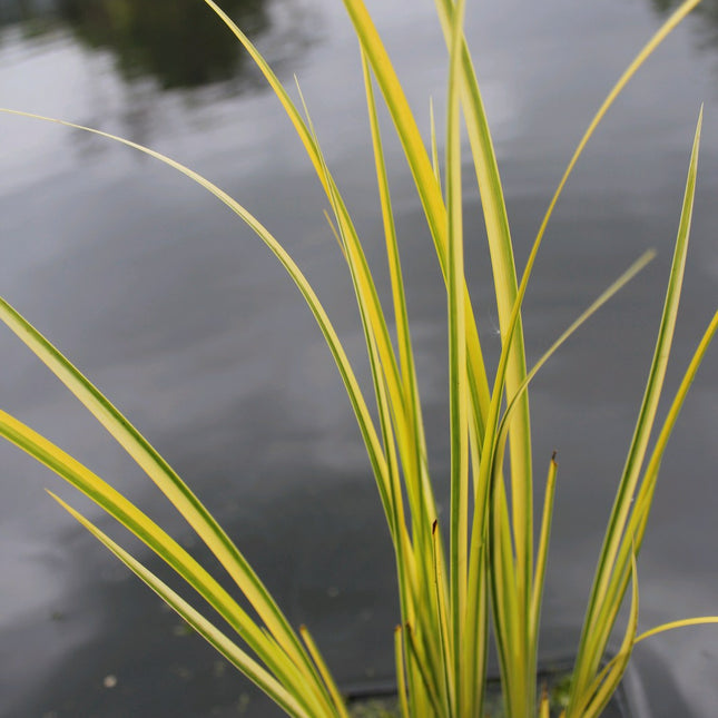 Golden variegated sweet flag | Acorus gramineus Ogon