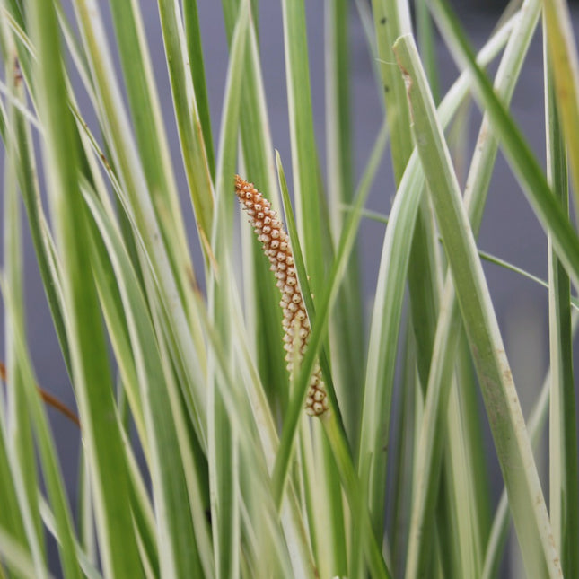 Variegated slender sweet flag | Acorus gramineus variegatus