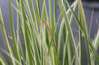Variegated slender sweet flag | Acorus gramineus variegatus