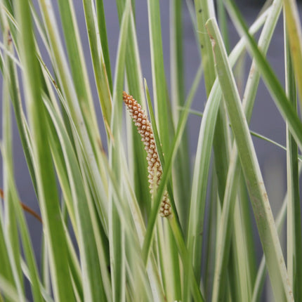Winter Hardy Plants Collection - 3 x 1 Litre Plants