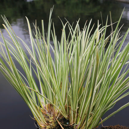 Winter Hardy Plants Collection - 3 x 1 Litre Plants