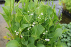 American water plantain | Alisma parviflorum