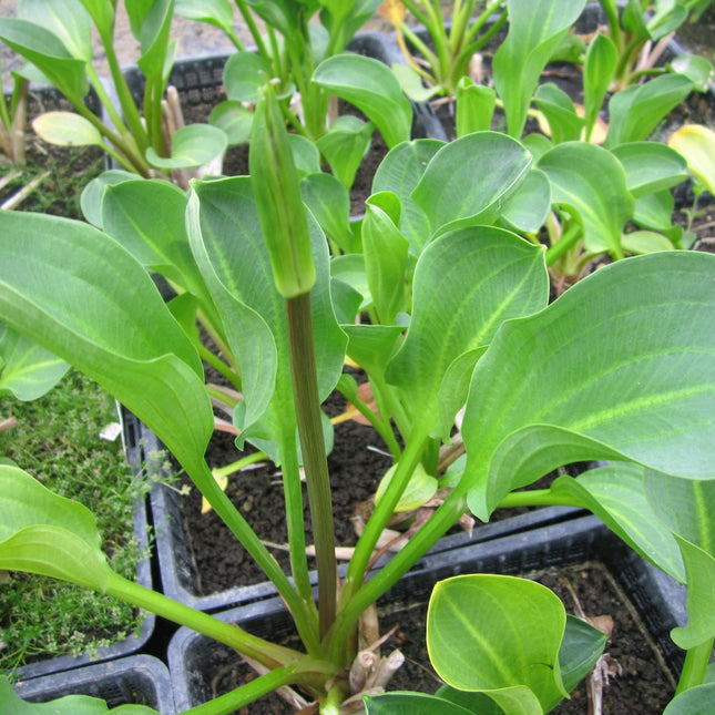 American water plantain | Alisma parviflorum