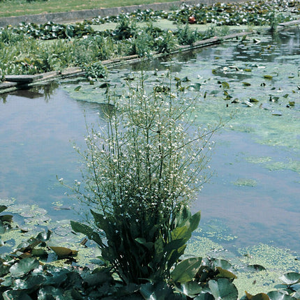 Water plantain | Alisma plantago aquaticum