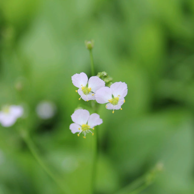 Water plantain | Alisma plantago aquaticum
