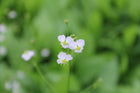 Water plantain | Alisma plantago aquaticum