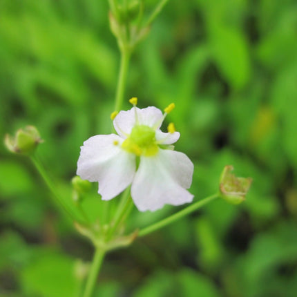 Water plantain | Alisma plantago aquaticum