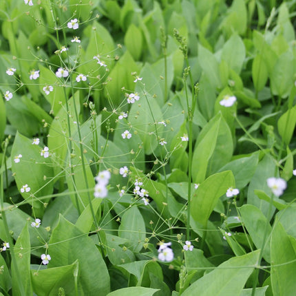 Water plantain | Alisma plantago aquaticum