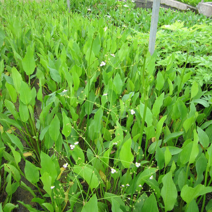 Water plantain | Alisma plantago aquaticum