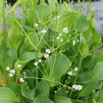 Wildlife Pond Plant Kit for Ponds up to 0.5m² | Grower’s Choice