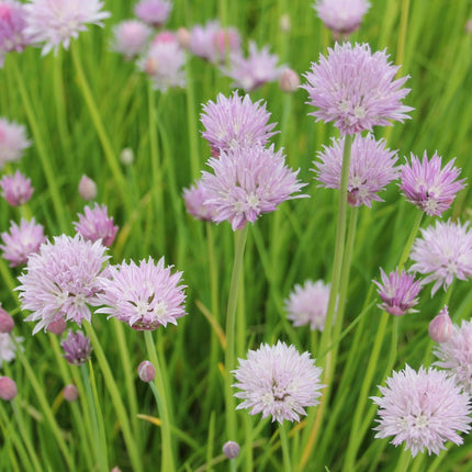 Chives | Allium schoenoprasum