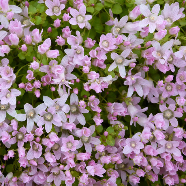 Bog pimpernel | Anagallis tenella