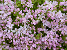 Bog pimpernel | Anagallis tenella