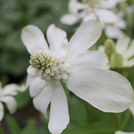 Apache beads | Anemopsis californicum