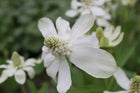 Apache beads | Anemopsis californicum