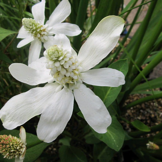 Apache beads | Anemopsis californicum
