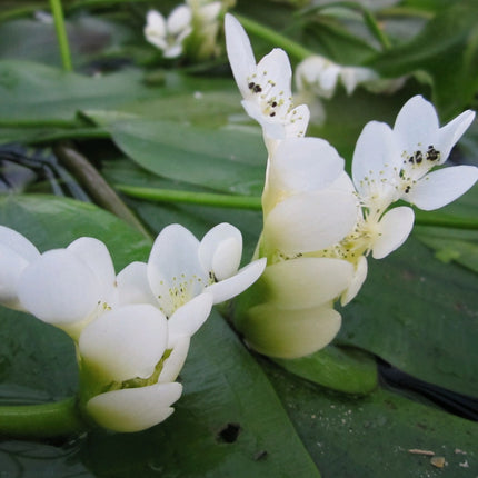 Small Pond Starter Plant Pack – With a Deep Water Plant