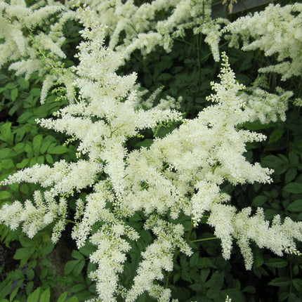 False goats beard | Astilbe White