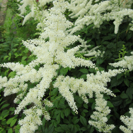 False goats beard | Astilbe White