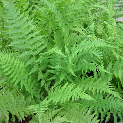 Lady fern | Athyrium filix femina