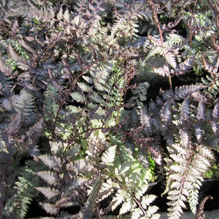 Japanese painted fern | Athyrium niponicum Metallicum