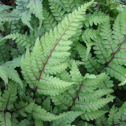 Eared lady fern | Athyrium otoph Okanum