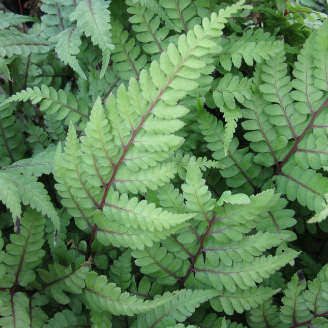 Eared lady fern | Athyrium otoph Okanum