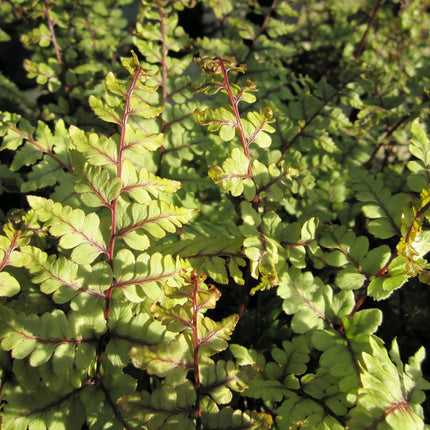 Eared lady fern | Athyrium otoph Okanum