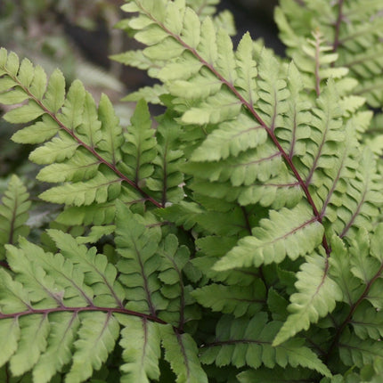 Eared lady fern | Athyrium otoph Okanum