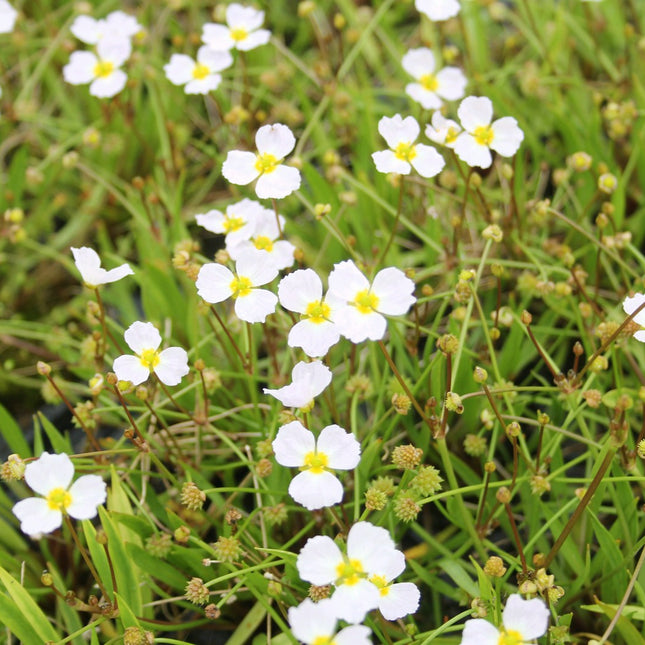 Lesser water plantain | Baldellia ranunculoides