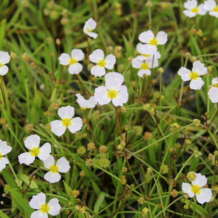 Lesser water plantain | Baldellia ranunculoides