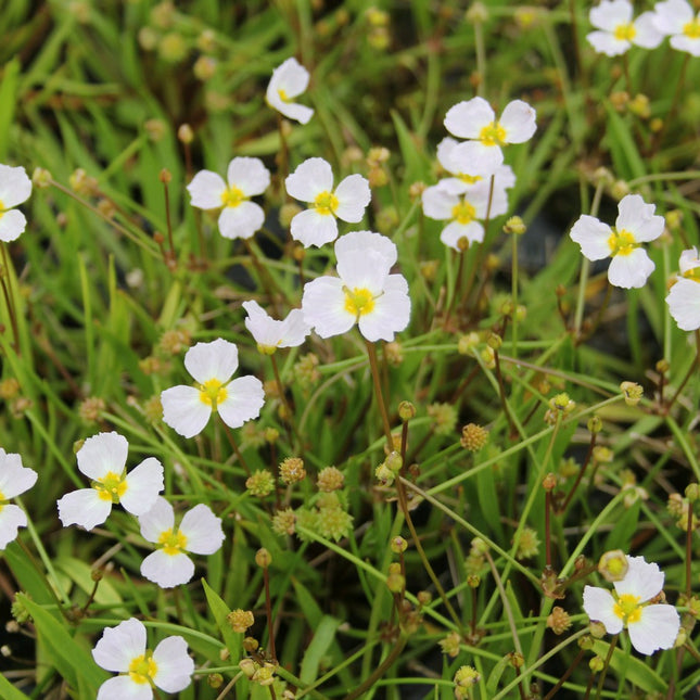 Lesser water plantain | Baldellia ranunculoides