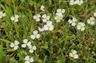 Lesser water plantain | Baldellia ranunculoides