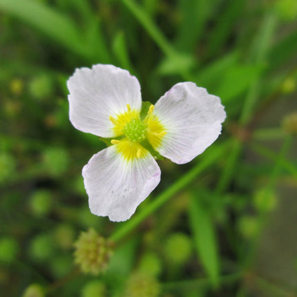 Lesser water plantain | Baldellia ranunculoides