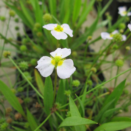 Lesser water plantain | Baldellia ranunculoides