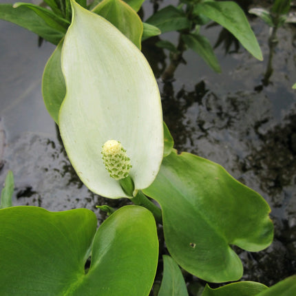 Bog arum Water arum | Calla palustris