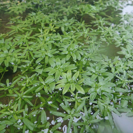 Starwort | Callitriche stagnalis (5 Weighted Bunches)