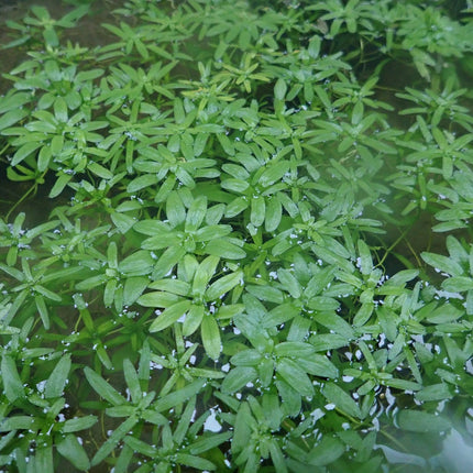 Starwort | Callitriche stagnalis (5 Weighted Bunches)