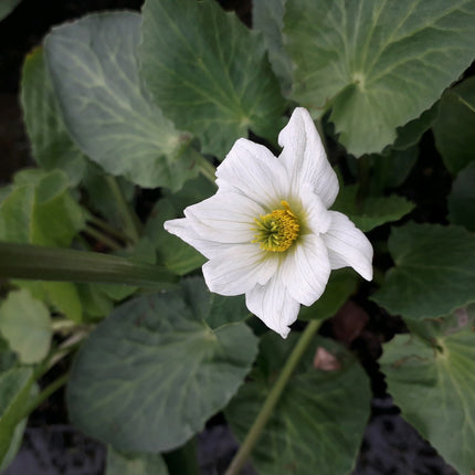 White marsh marigold, Twinflowered or Broadleaved marsh marigold | Caltha leptosepala