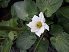 White marsh marigold, Twinflowered or Broadleaved marsh marigold | Caltha leptosepala