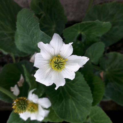 White marsh marigold, Twinflowered or Broadleaved marsh marigold | Caltha leptosepala