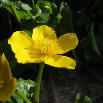 Giant king cup | Caltha palustris polypetala