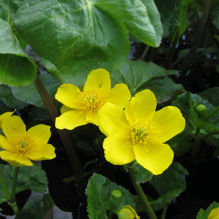 Giant king cup | Caltha palustris polypetala