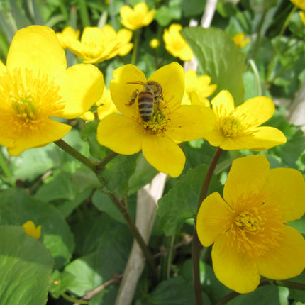 Wildlife Pond Plant Kit for Ponds up to 1m² | Grower’s Choice