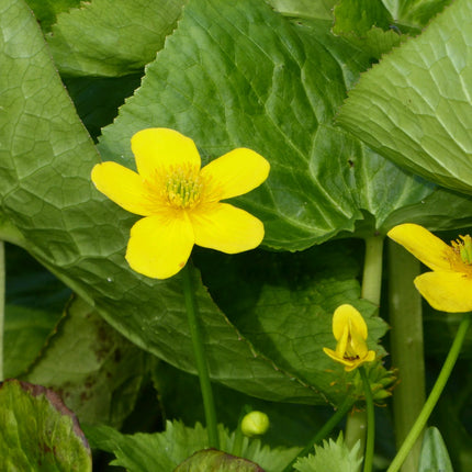 Giant king cup | Caltha palustris polypetala