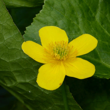 Giant king cup | Caltha palustris polypetala
