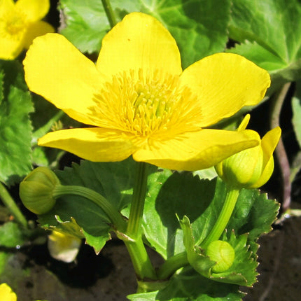 Giant king cup | Caltha palustris polypetala