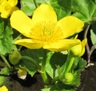 Giant king cup | Caltha palustris polypetala