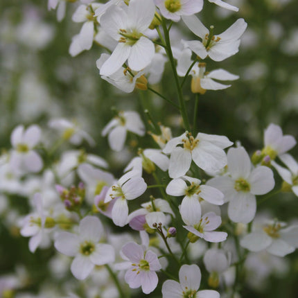 Cuckoo flower Lady's smock | Cardamine pratensis
